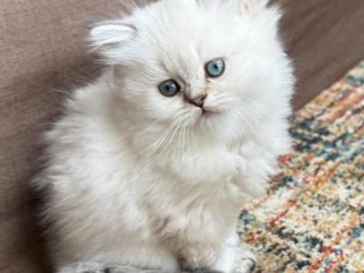 Max - Scottish Straight - Gallery Photo #1