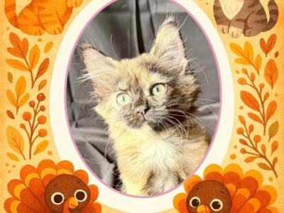 Morwenna ON SALE - American Wirehair - Gallery Photo #1