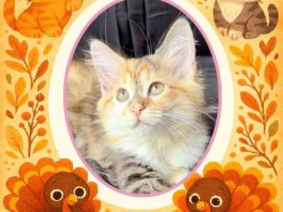 Vanellope ON SALE - American Wirehair - Gallery Photo #1