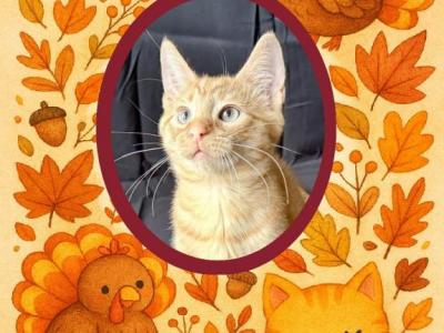 Joey ON SALE - American Wirehair - Gallery Photo #1