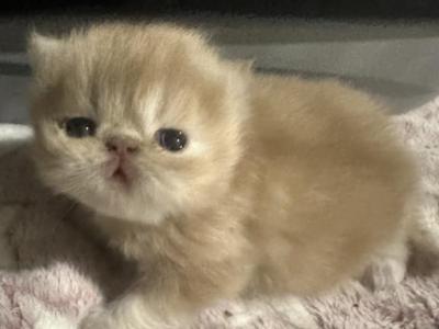 Lucy - Persian - Gallery Photo #1