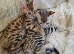 Gorgeous bengal kittens marble spotted or rosetted - Bengal Kitten For Sale - Laguna Beach, CA, US