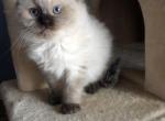 Delmarvadolls - Ragdoll Cat For Sale - Rising Sun, MD, US
