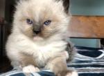 Delmarva Dolls Has Kittens - Ragdoll Cat For Sale - Rising Sun, MD, US