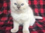 Rare Lilac Mink Male Ragdoll - Ragdoll Cat For Sale - Rising Sun, MD, US