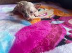 Sphynx Seal point Cleveland Columbus Pittsburgh - Sphynx Kitten For Sale - New Castle, PA, US