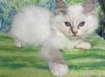 Chocolate Lynx Mitted - Ragdoll Cat For Sale - Rising Sun, MD, US