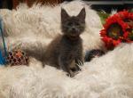 RESERVED Rooster male Amelia x Xaier litter - Maine Coon Cat For Sale - Crestview, FL, US