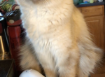 Severus - Ragdoll Cat For Sale/Retired Breeding - Rising Sun, MD, US