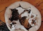 Harry & Betty - American Shorthair Cat For Adoption - 