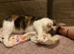 Mamacita - American Shorthair Cat For Adoption - Aquebogue, NY, US