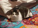 Momma Girl - American Shorthair Cat For Adoption - Aquebogue, NY, US