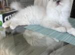 Blue Mitted Tortie - Ragdoll Cat For Sale - Rising Sun, MD, US
