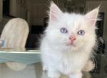 Cream Mitted Male - Ragdoll Cat For Sale - Rising Sun, MD, US