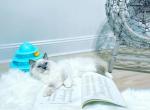 Blue Pearl - Ragdoll Cat For Sale - Los Angeles, CA, US