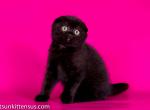 Pure black baby girl scottish fold - Scottish Fold Kitten For Sale - 
