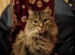 Hope - Maine Coon Cat For Adoption - 