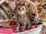 Caprice Homozygous Selkirk Rex - Selkirk Rex Cat For Sale - Marshfield, MO, US