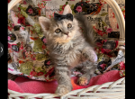 Camry LH Heterozygous Selkirk Rex - Selkirk Rex Cat For Sale - Marshfield, MO, US