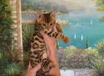 Bengal gorgeous kittens - Bengal Kitten For Sale - Laguna Beach, CA, US