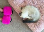 Amore - Ragdoll Cat For Sale - Los Angeles, CA, US