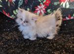Munchkin litters - Munchkin Cat For Sale - New Whiteland, IN, US