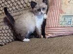 Nonstandard Munchkin - Munchkin Cat For Sale - New Whiteland, IN, US