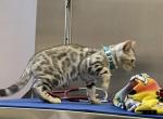 Coach Meowmi - Bengal Cat For Sale - Miami, FL, US