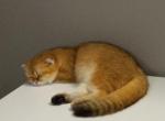 Nala Red Panda Half off now - Scottish Fold Cat For Sale - 