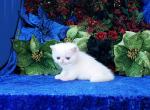 Snow Bunny - Exotic Cat For Sale - 