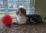 Maxx1 - Scottish Fold Cat For Sale - 