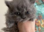 Selkirkrex LH Blue Female - Selkirk Rex Cat For Sale - Marshfield, MO, US