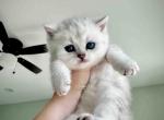 Located in LA snow leoprd tabby british shorthair - British Shorthair Kitten For Sale - 
