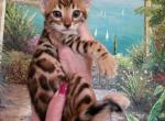 Bengal kittens available now - Bengal Kitten For Sale - Laguna Beach, CA, US