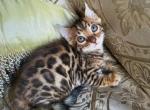 Bengal gorgeous kittens available now - Bengal Kitten For Sale - Laguna Beach, CA, US