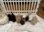 Persian - Himalayan Cat For Sale - 