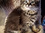 Precious - Maine Coon Cat For Sale - Kent, WA, US