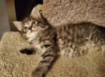 Tiffany - Maine Coon Cat For Sale - Kent, WA, US