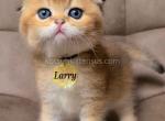 Larry golden ticked chinchilla scottish fold boy - Scottish Fold Kitten For Sale - 
