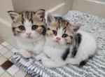 Beautiful Scottish fold and straight kittens - Scottish Fold Cat For Sale - 