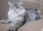 Alfreds litter - Maine Coon Kitten For Sale - Cookeville, TN, US