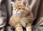 XXL MOCHI - Maine Coon Cat For Sale - Cookeville, TN, US