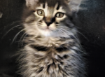 Chloe - Maine Coon Cat For Sale - Kent, WA, US
