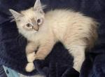 seal mitted male - Ragdoll Cat For Sale - 