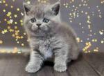 Vinchester blue solid british shorthair baby boy - British Shorthair Kitten For Sale - 