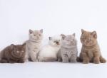 British boys lilac and cinnamon Xalot and Xasan - British Shorthair Kitten For Sale - 