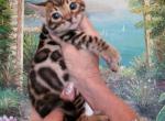 Bautiful amazing Bengal kittens available - Bengal Kitten For Sale - Laguna Beach, CA, US