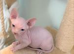 Kisulja - Sphynx Kitten For Sale - Largo, FL, US