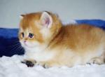 Cake golden shaded british shorthair little chunk - British Shorthair Kitten For Sale - 