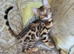 Gorgeous amazing Bengal kittens available - Bengal Kitten For Sale - Laguna Beach, CA, US